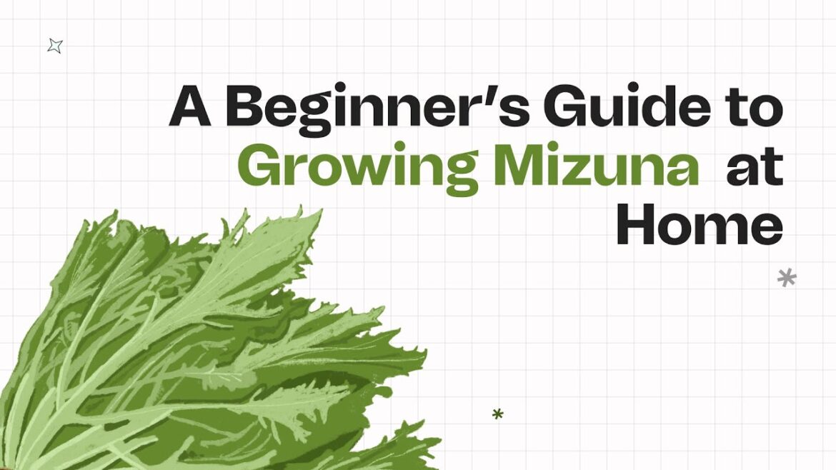 Grow Mizuna Salad Greens (Japanese Mustard) at Home – Easy Steps! Grow Mizuna Salad Greens (Japanese Mustard) at Home - Easy Steps!