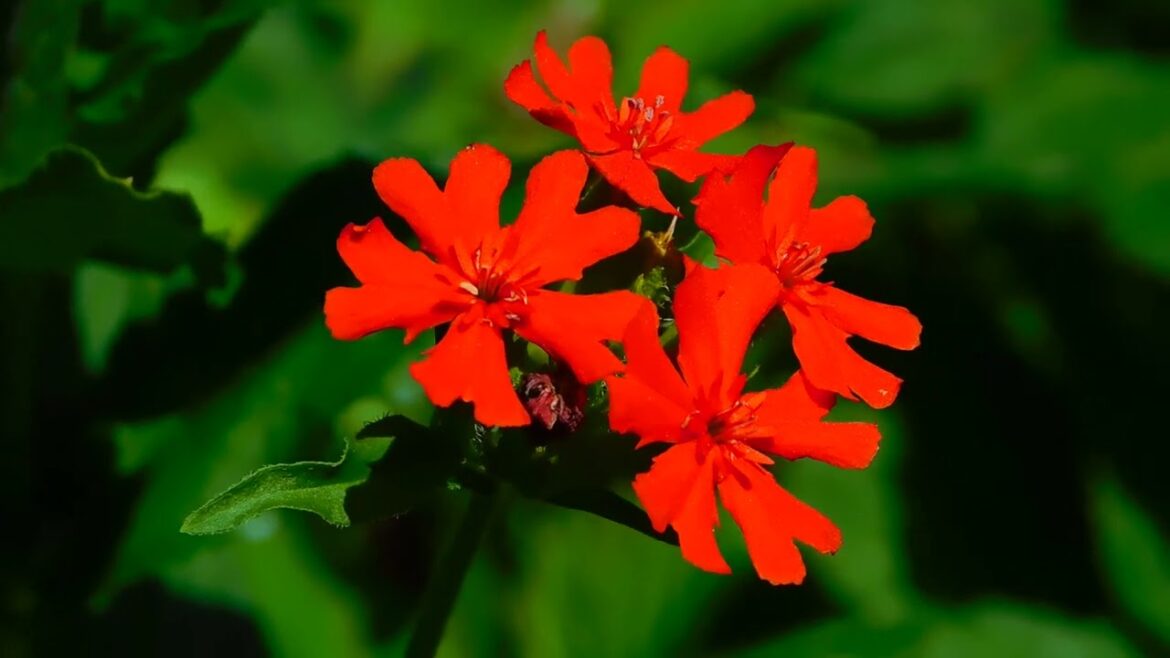 Choose what helps your heart bloom. #syednadeemmedia #flowers #nocopyrightvideo #stockvideo #viral