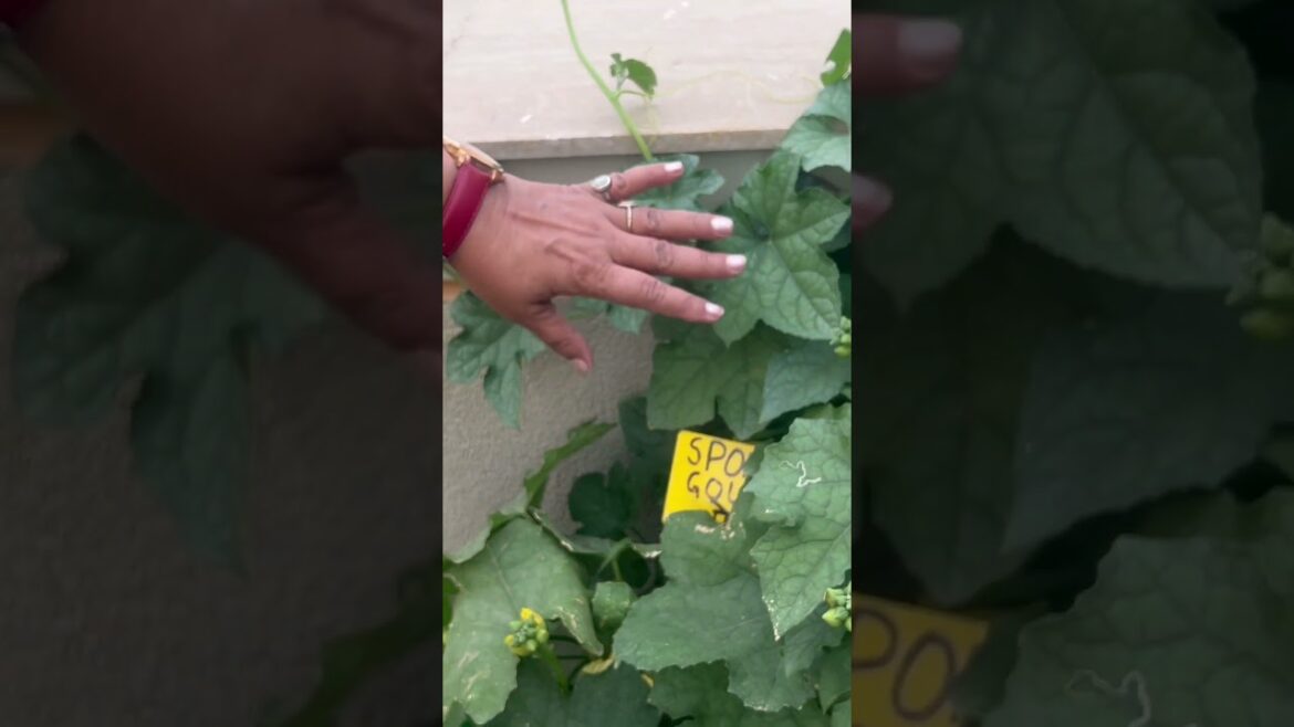 तार और कील को भी नहीं छोड़ा