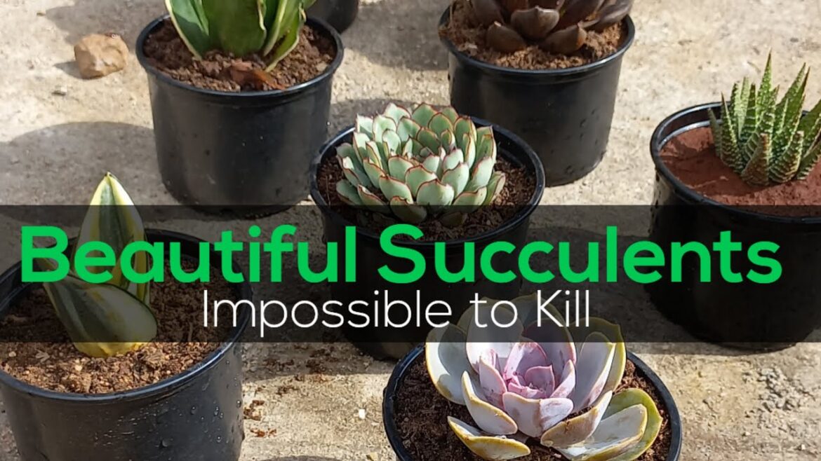 Creating a Stunning Rooftop Succulent Garden: Tips and Tricks Creating a Stunning Rooftop Succulent Garden: Tips and Tricks