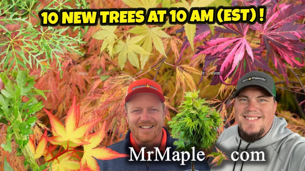 10@10 on Tuesday! Preview MrMaple.com’s Exceptional New Plants Listed Today!