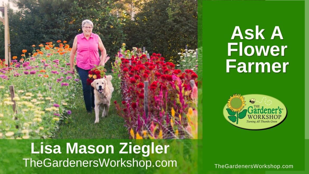 Replay: Ask a Flower Farmer with Lisa Z!
