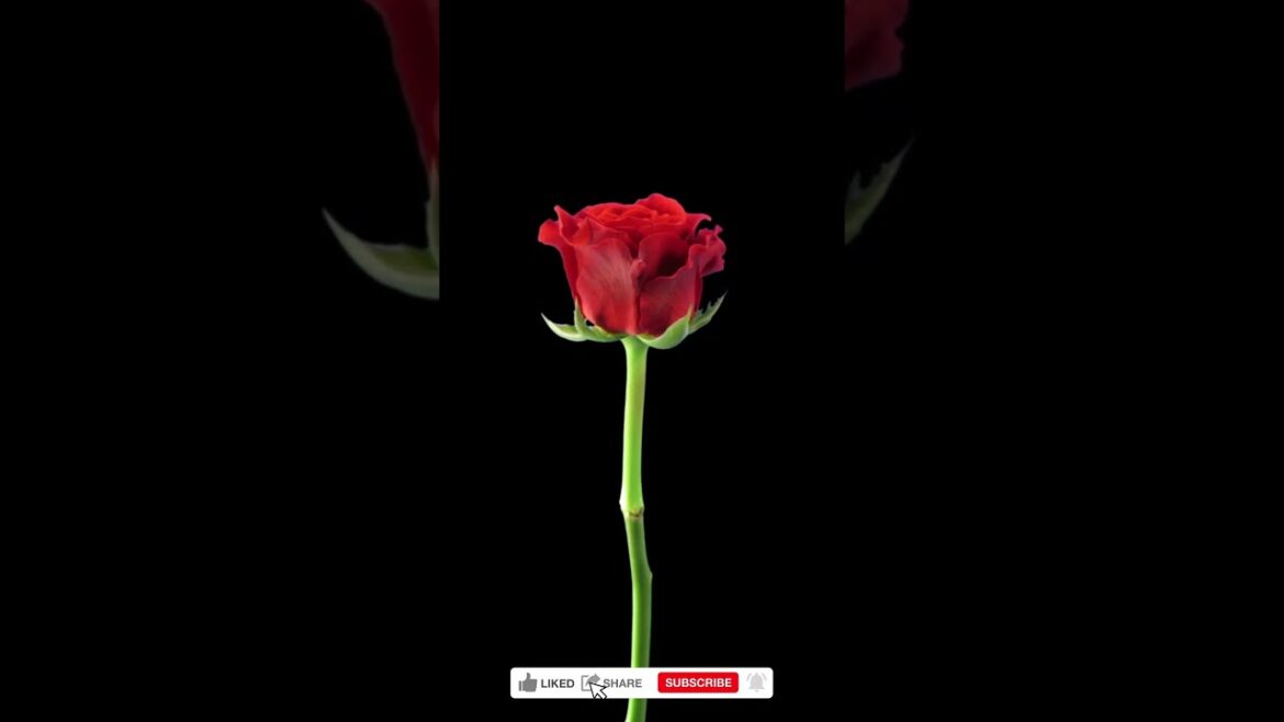 Opening red El Toro rose, Time lapse