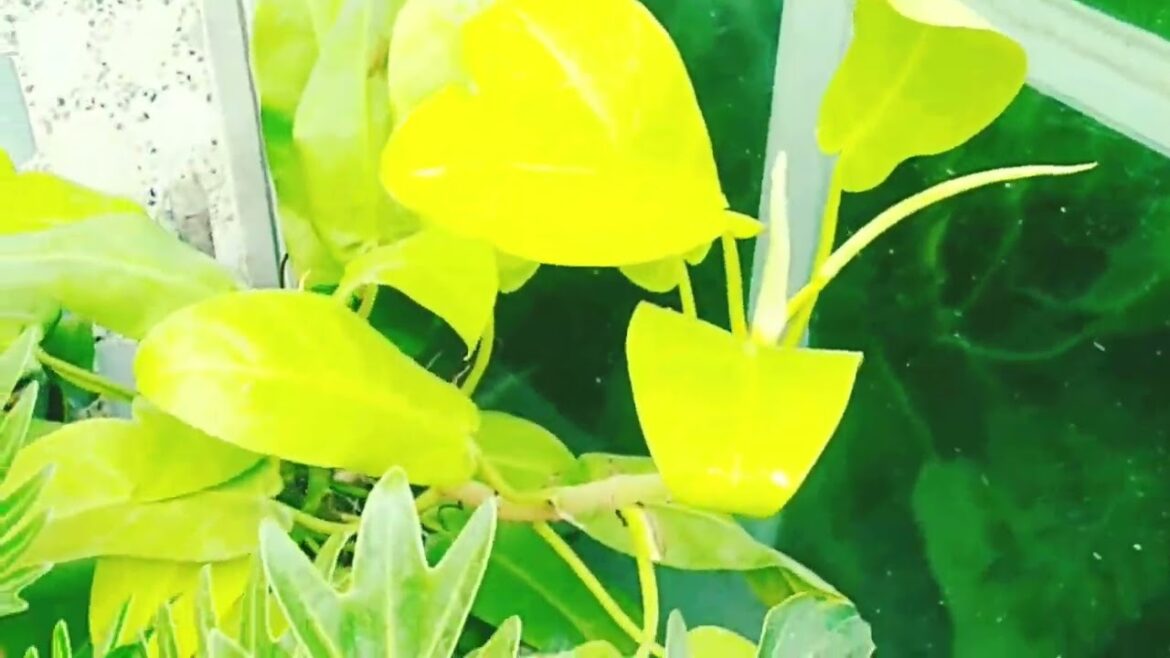 Decoration plant. Designers idea. Rooftop garden design. #viral #viralvideo #subscribe #design #roof Decoration plant. Designers idea. Rooftop garden design. #viral #viralvideo #subscribe #design #roof