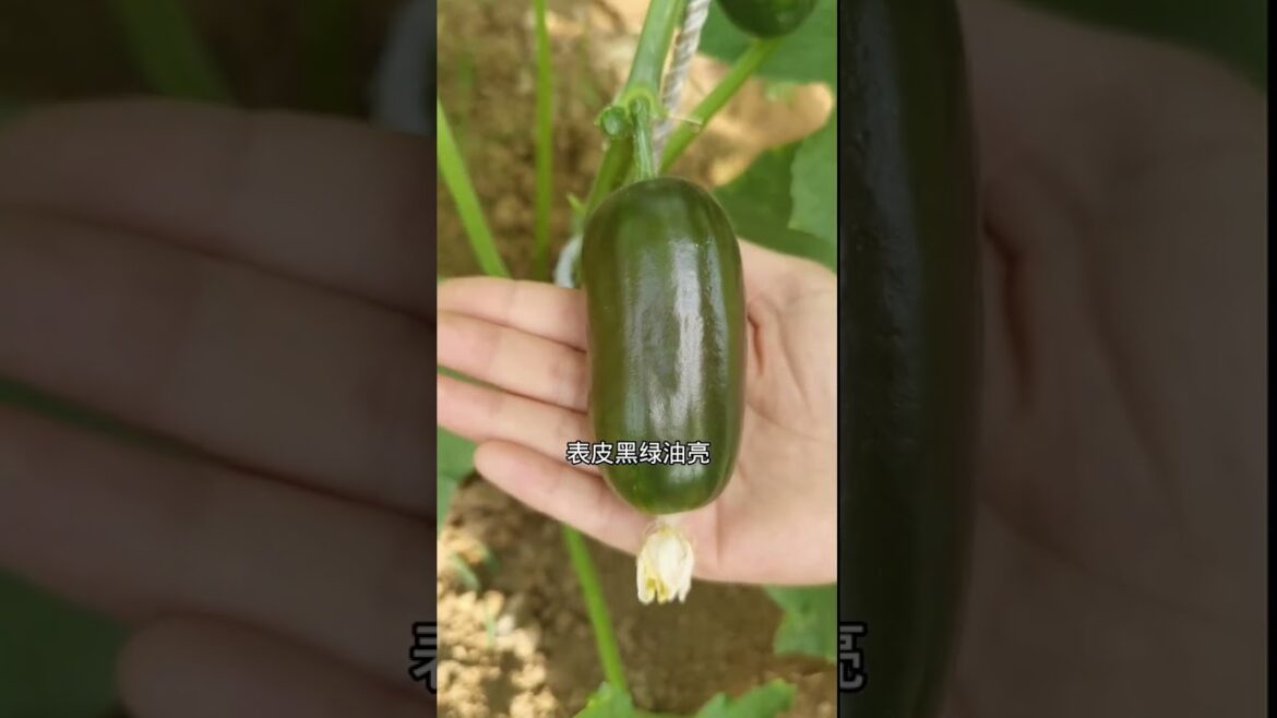 gardening ideas for home/enjoy with my garden