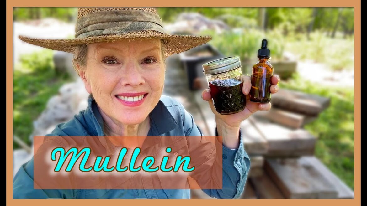 Kaye Kittrell: MEDICINAL MULLEIN | How to make earache oil and tincture! MEDICINAL MULLEIN | How to make earache oil and tincture!