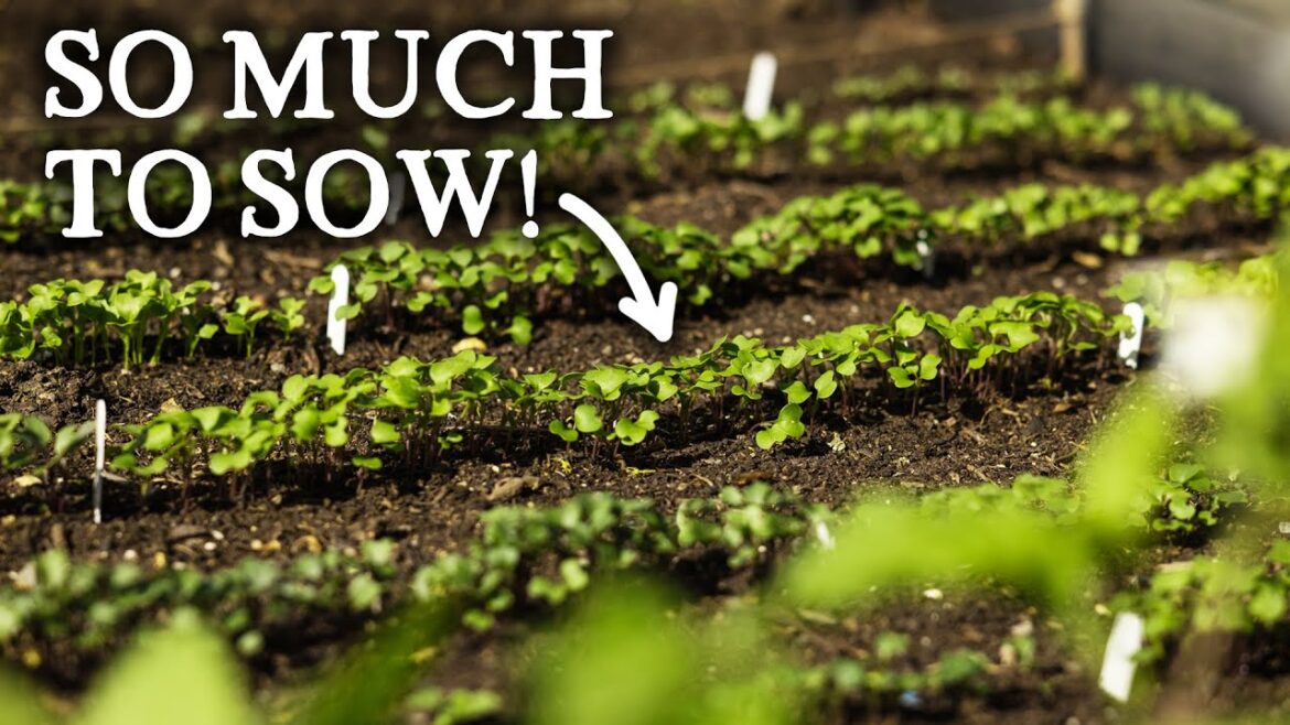 What to Sow in May for Self-Sufficiency