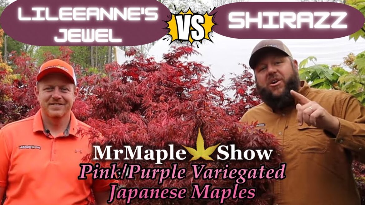 Comparing Hot Pink, Purple & Red Variegated Japanese Maples Comparing Hot Pink, Purple & Red Variegated Japanese Maples