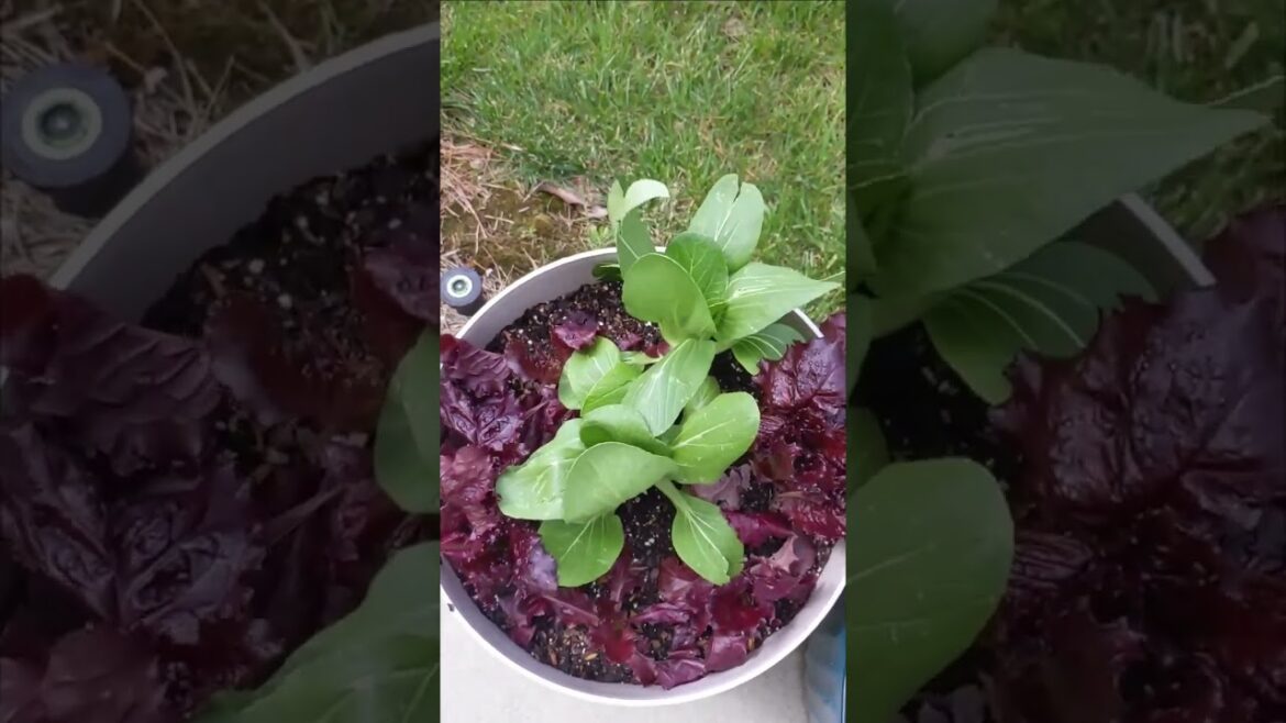 Hail damage in my spring Tennessee container garden