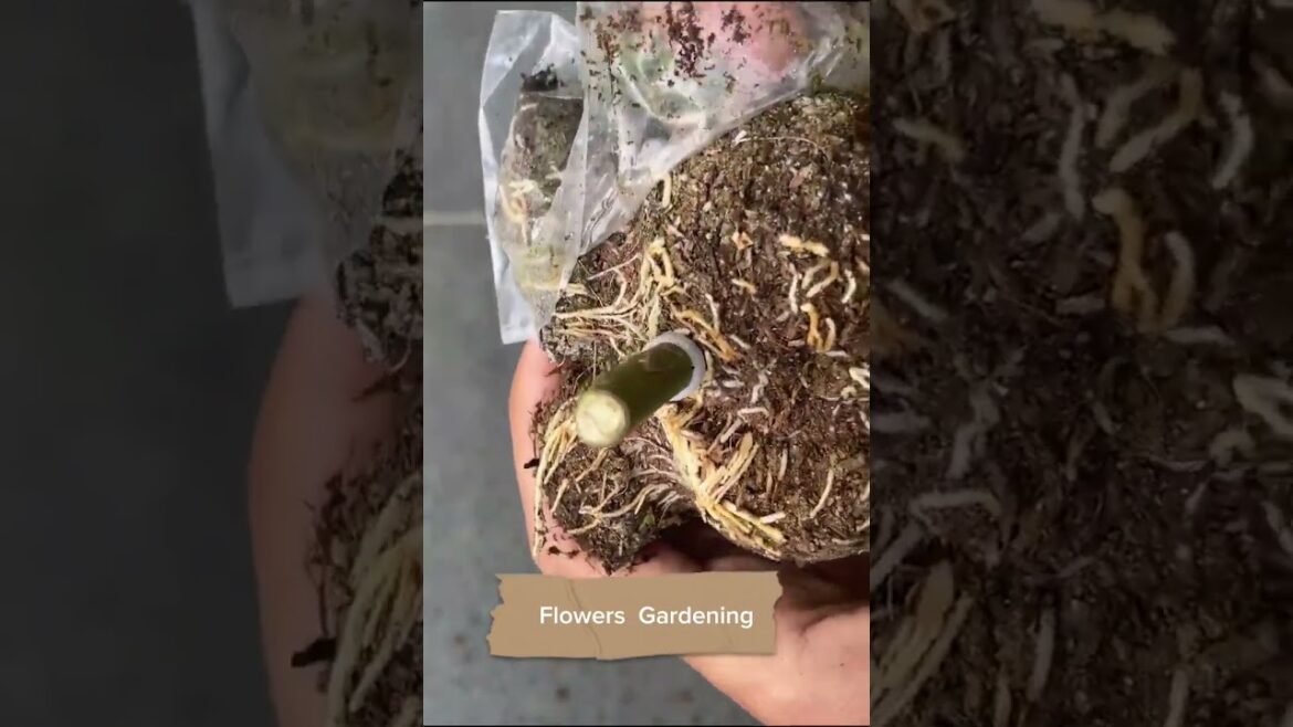 Propagation of rose flower using teadroes #propagation #propagate #rose #flower #garden #ideas