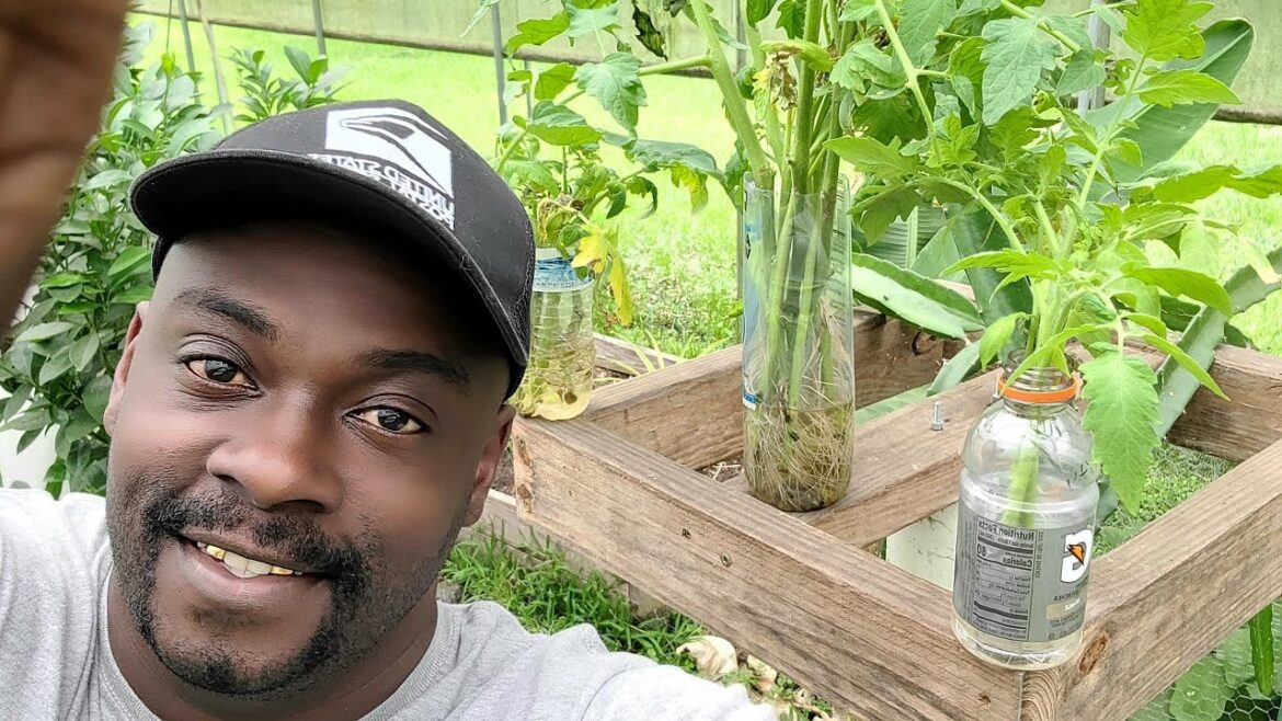 Planting Tomato Suckers:🍅 Live Gardening