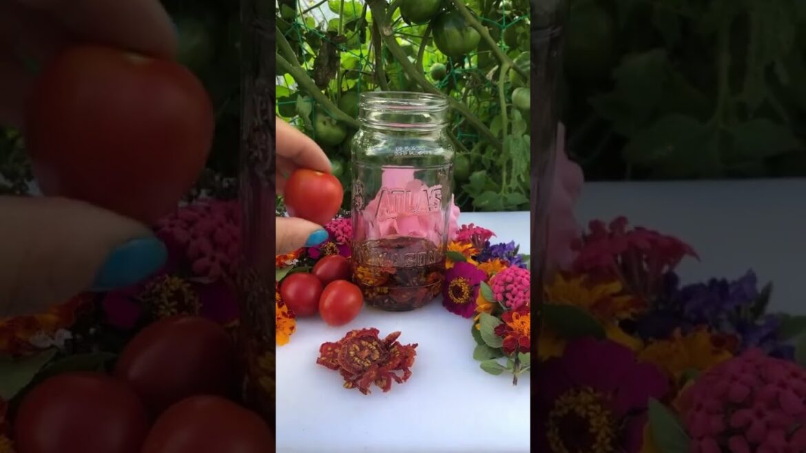 Principe Borghese tomatoes are the best for sundried/dried tomatoes #heirloomseeds #tomatoreview