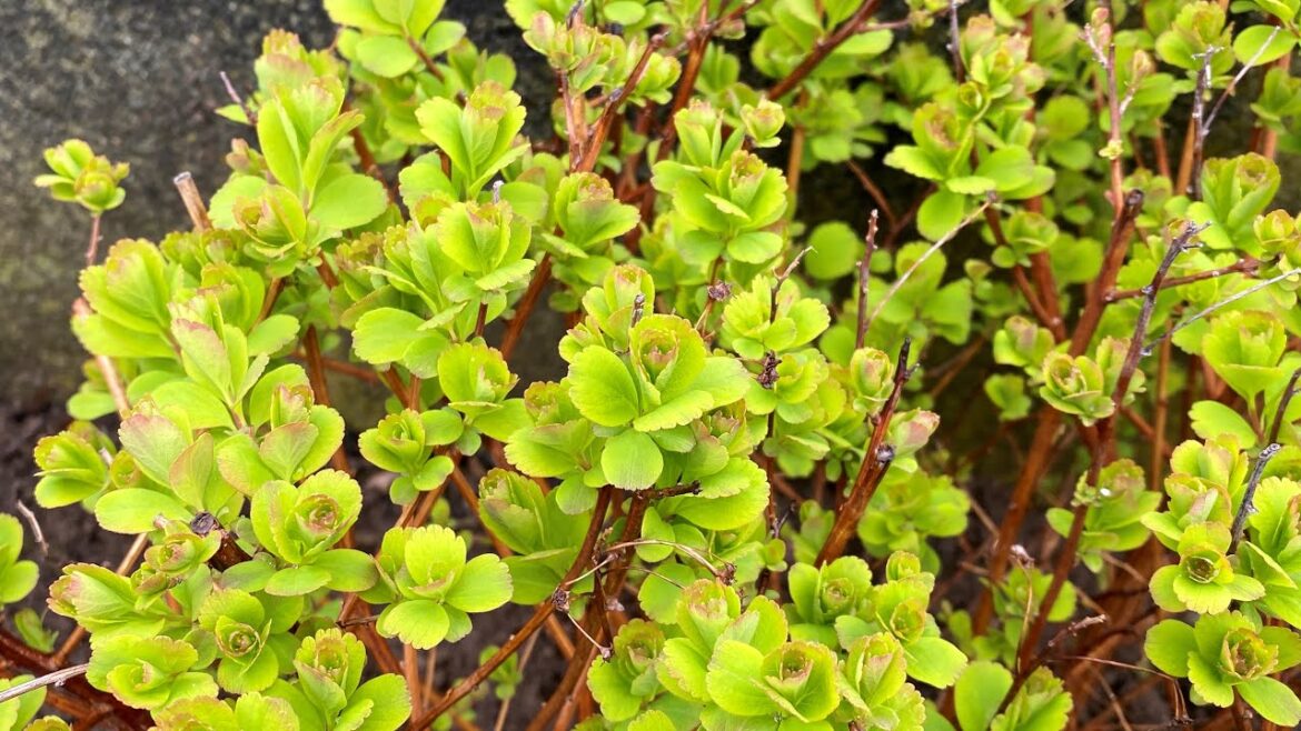 "Tor Gold" Spirea, Transplant To Brighten The Front Yard - April 23