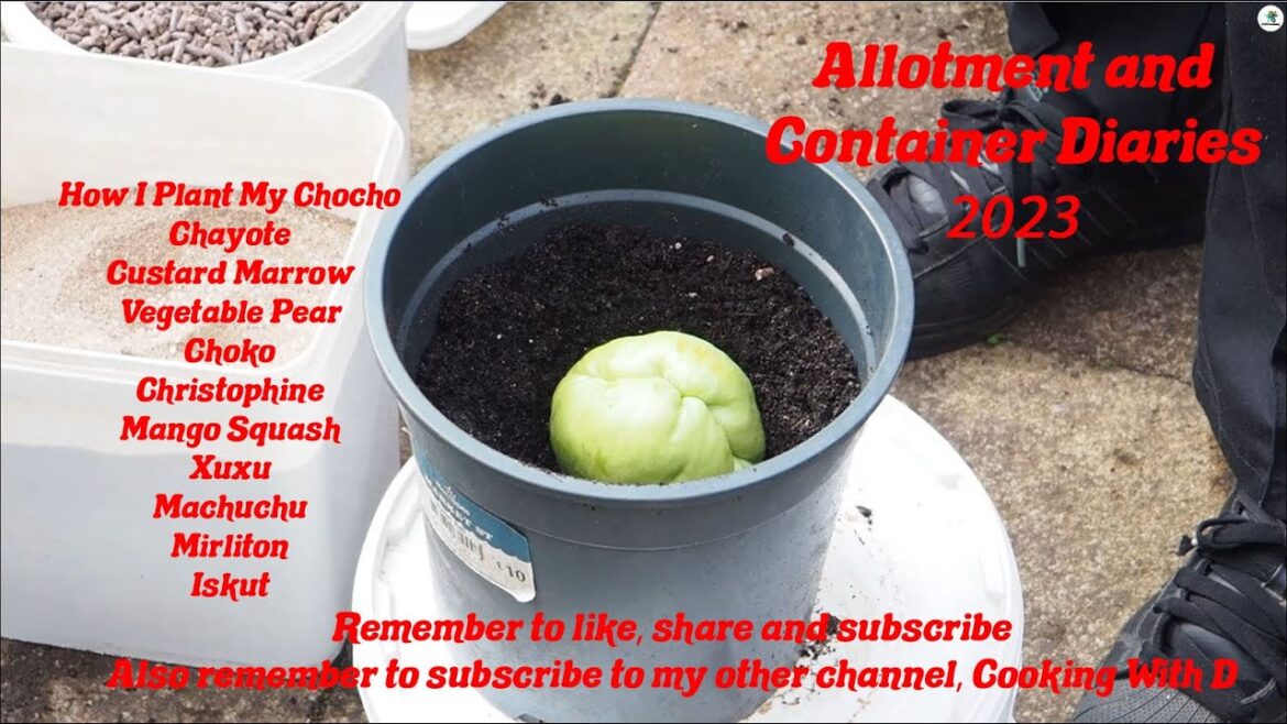 D.W.W. Container Gardening 2023 – How I Plant My Cho-cho, and a Few Leftover Potatoes D.W.W. Container Gardening 2023 - How I Plant My Cho-cho, and a Few Leftover Potatoes