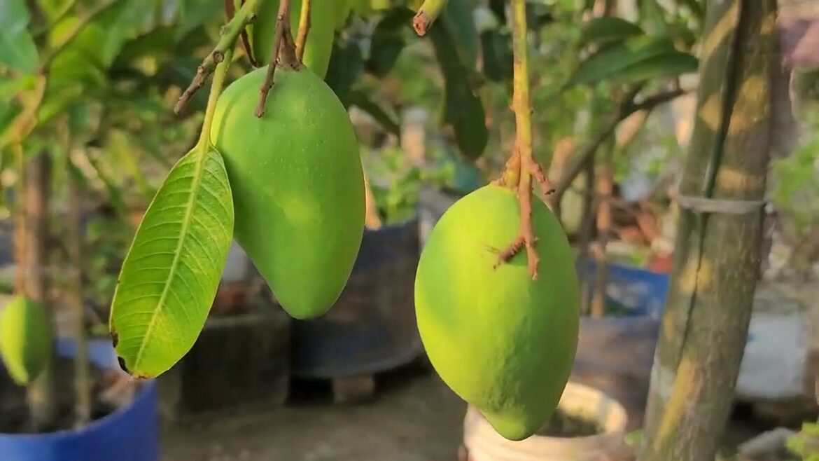 rooptop garden ideas, rooftop garden rooptop garden ideas, rooftop garden