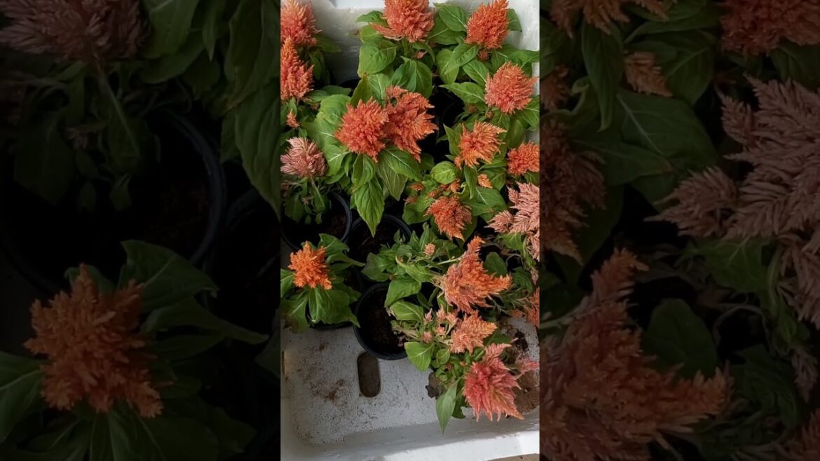 ORANGE FLOWER ! ORGANIC GARDENING ! PLANTS CARE ! FLOWERS GARDEN ! ASMR !  K5 ! K FIVE ! KFIVE ! 42