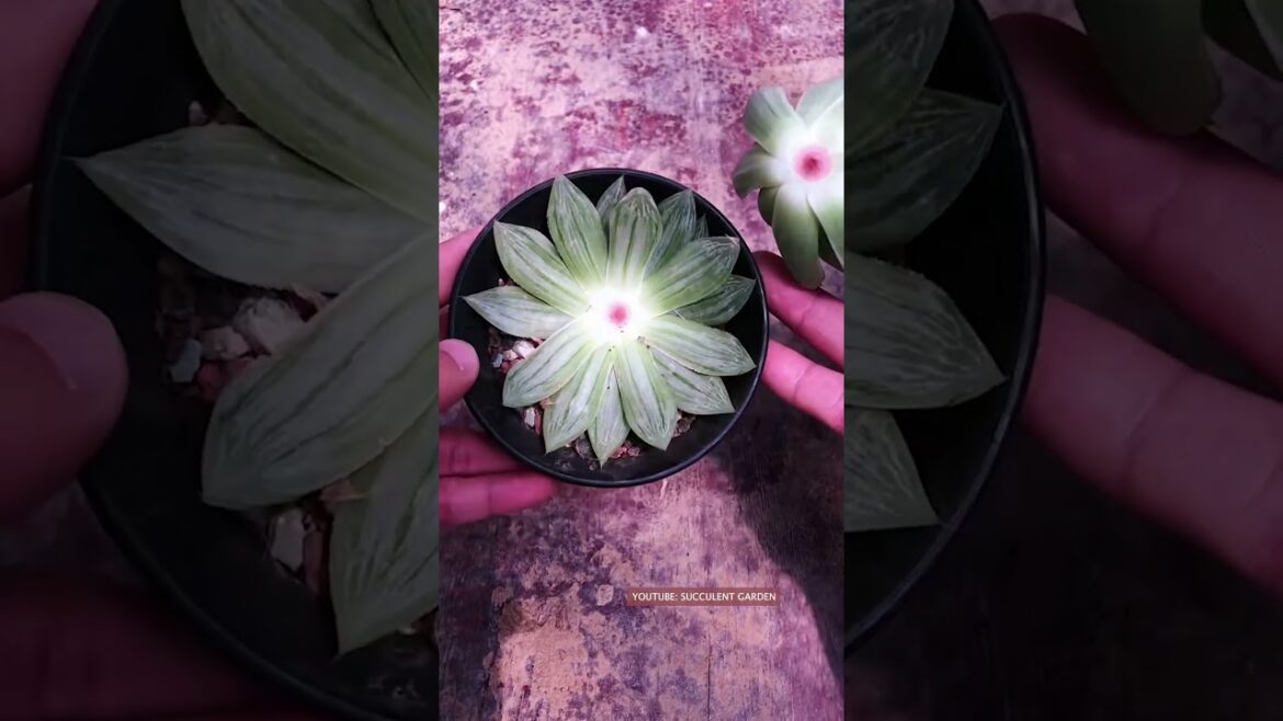 Useful tips for succulents | 多肉植物 | 다육이들 | Suculentas