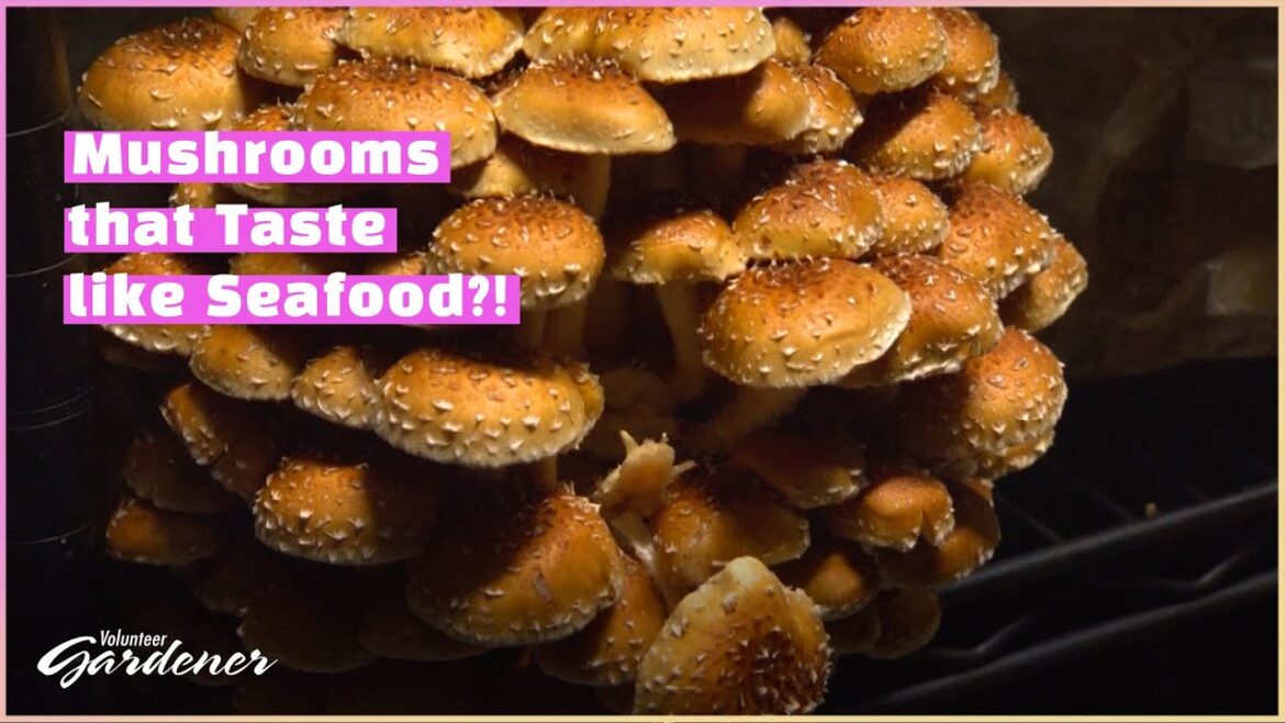 Mushroom Production = Sustainable Agriculture | Volunteer Gardener
