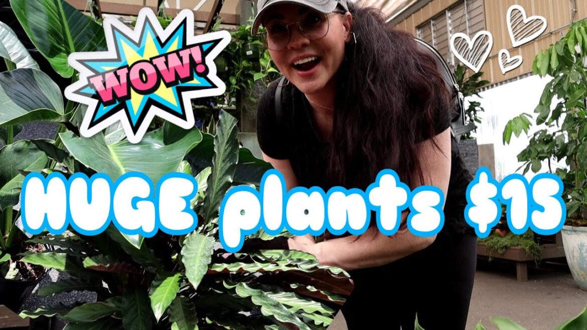 Plant Shopping At Pike's Nursery - HUGE sale plants for $15!