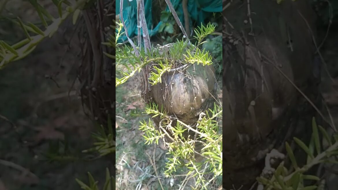 beautiful portulaca plating waterfall garden ideas #viral video #short video#