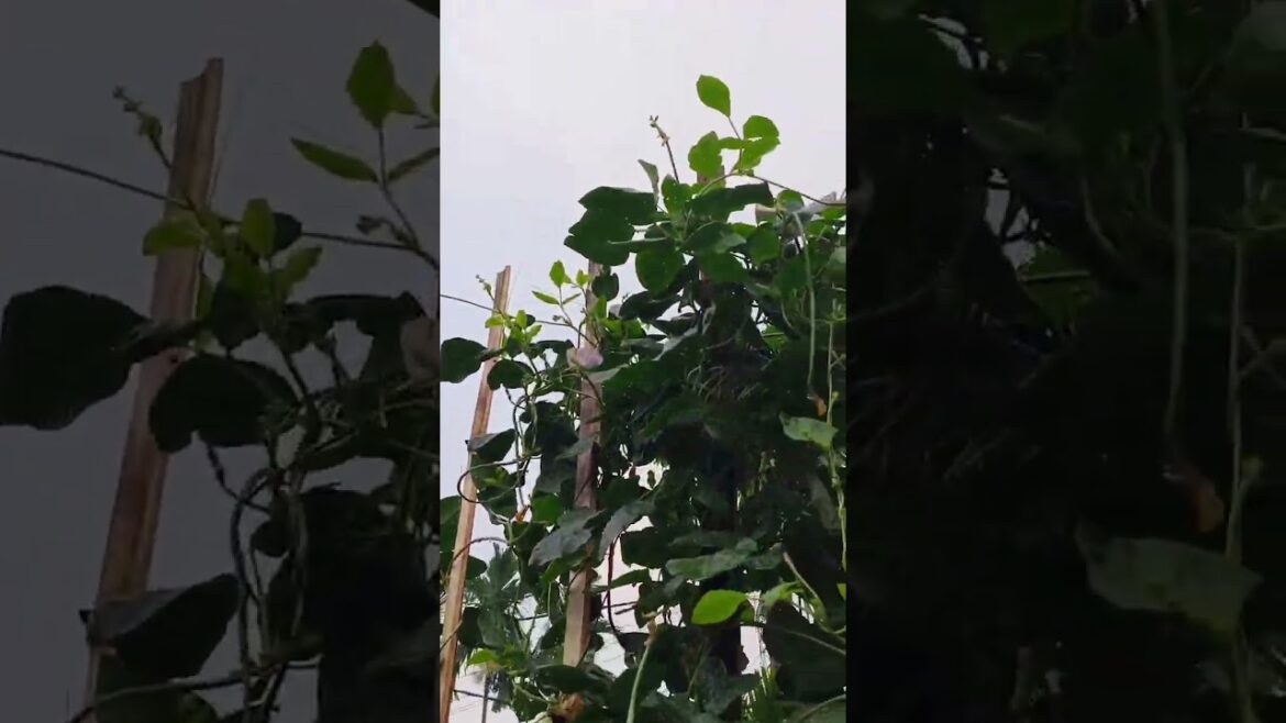 long beans in my garden #shorts #viral #gardening