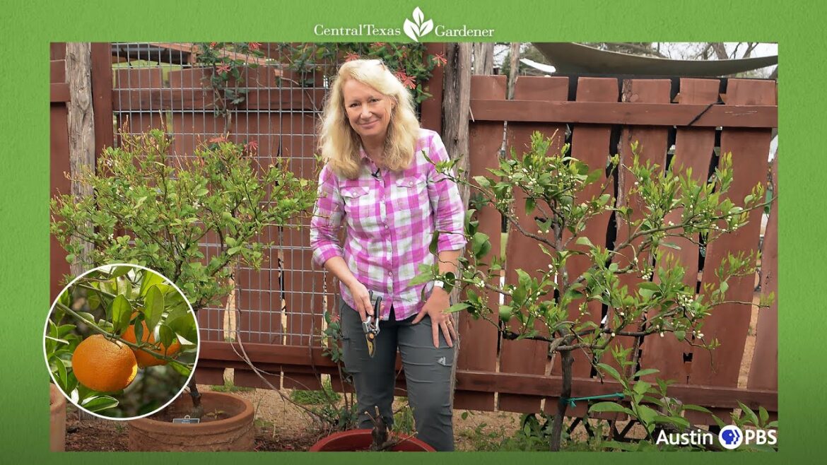 Top Tips to Grow Citrus: Heather Kendall | Central Texas Gardener