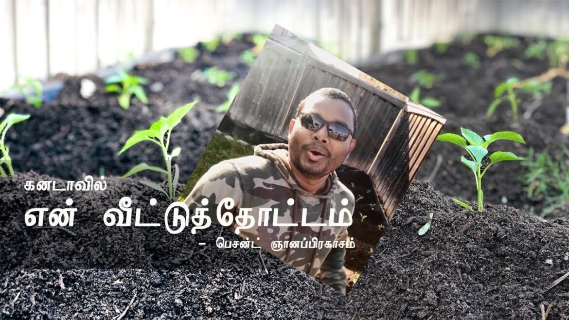 Vegetable Garden in the Backyard | Canada Tamil Vlog 🇨🇦 #gardening #canada (ஒரு மரக்கறி தோட்டம்)
