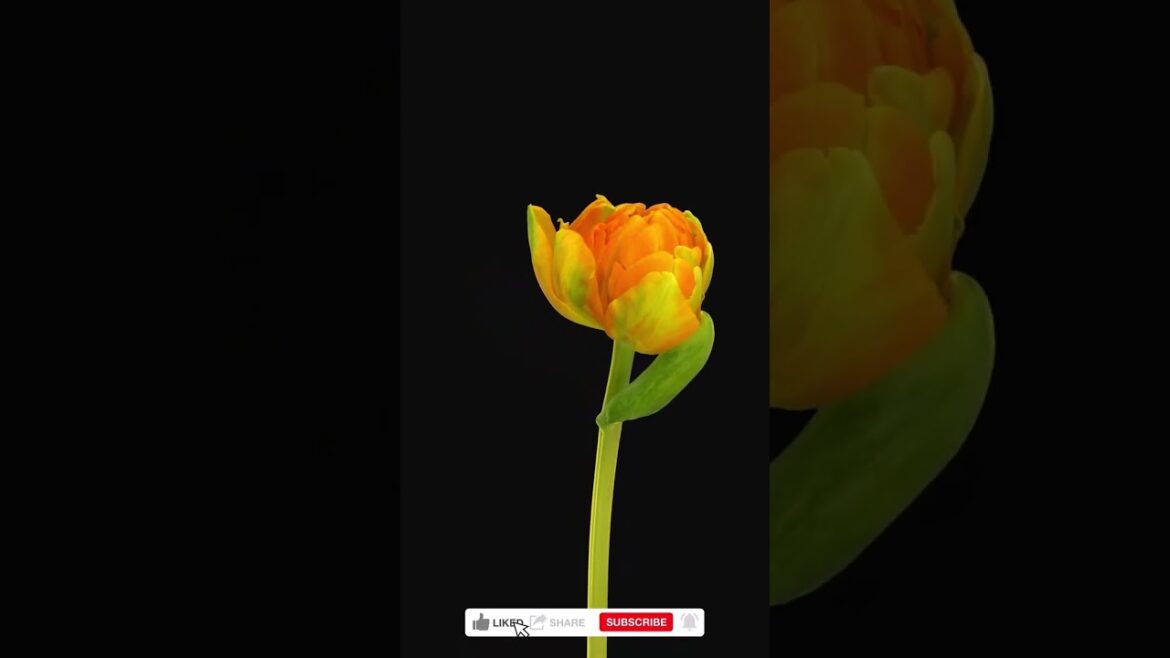 Opening orange tulip, Time lapse