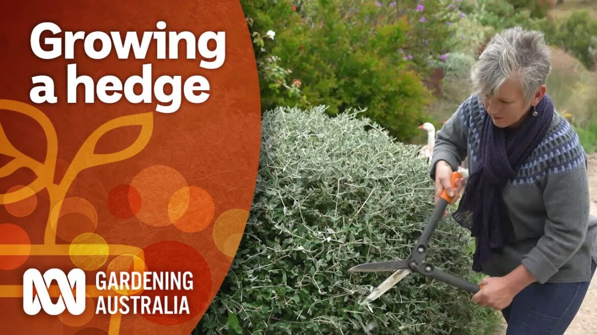 How to plan, grow and maintain a hedge | Garden Design and Inspiration | Gardening Australia How to plan, grow and maintain a hedge | Garden Design and Inspiration | Gardening Australia