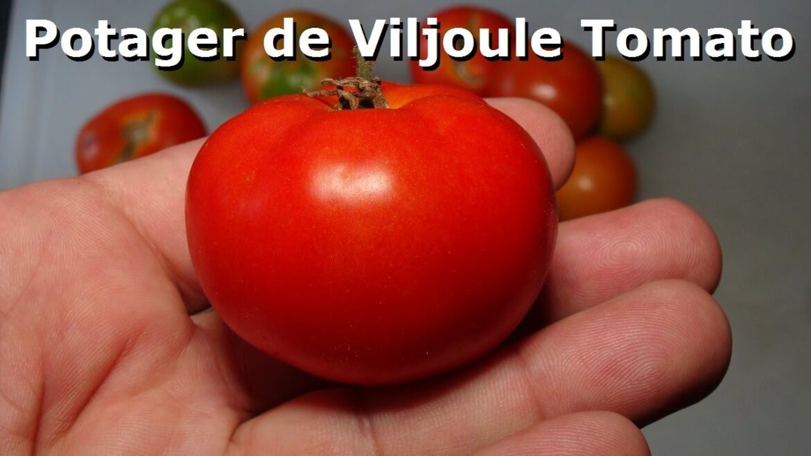 ⟹ Potager de Viljoule Tomato PI 123437 | Solanum lycopersicum | Tomato Review 2023 ⟹ Potager de Viljoule Tomato PI 123437 | Solanum lycopersicum | Tomato Review 2023