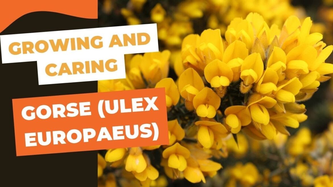 Growing and Caring for Gorse (Ulex europaeus): Tips and Tricks for a Thriving Plant Growing and Caring for Gorse (Ulex europaeus): Tips and Tricks for a Thriving Plant