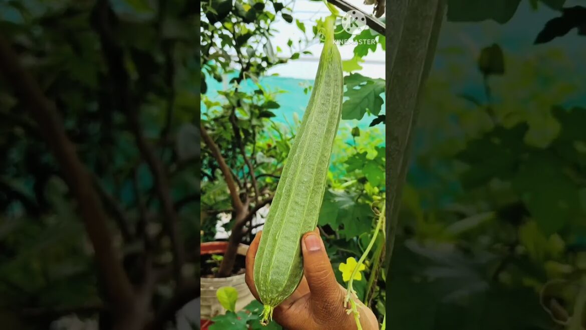 Organic Terrace Garden Harvest, Harvested Terrace Gardening Video #terracegarden