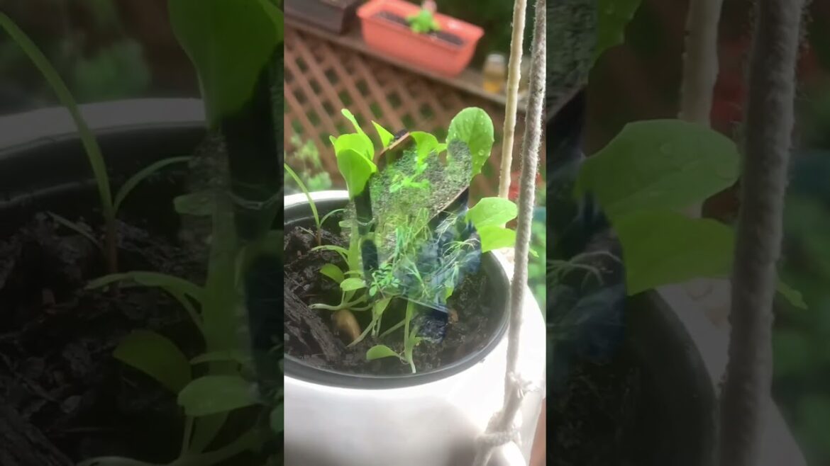 I Want to Go Work in my Garden, but… I Want to Go Work in my Garden, but…