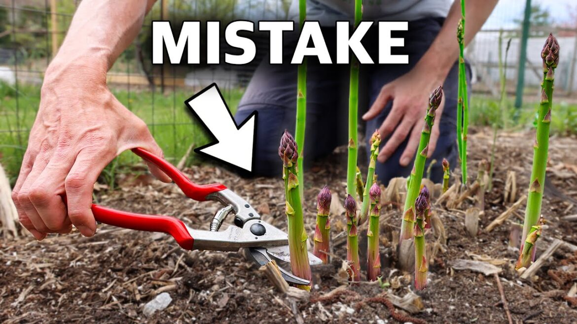 James Prigioni: You’re Killing Your Asparagus if You Do This, 5 MISTAKES You Can’t Afford to Make Growing Asparagus You’re Killing Your Asparagus if You Do This, 5 MISTAKES You Can’t Afford to Make Growing Asparagus