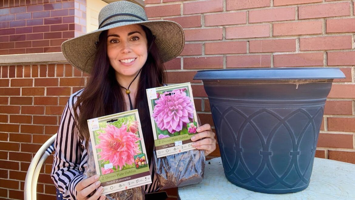Growing Dahlias in Pots | Container Gardening Growing Dahlias in Pots | Container Gardening