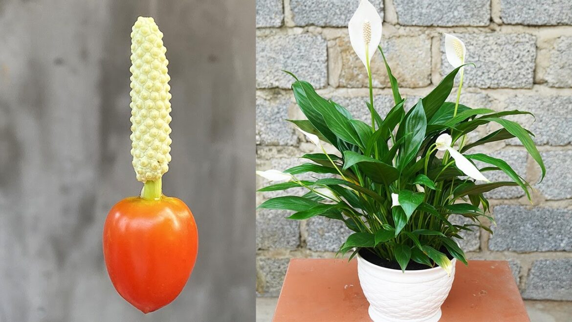 Tips For Growing White Sail Plants With Buds Are Simple, Effective, And Easy Tips For Growing White Sail Plants With Buds Are Simple, Effective, And Easy