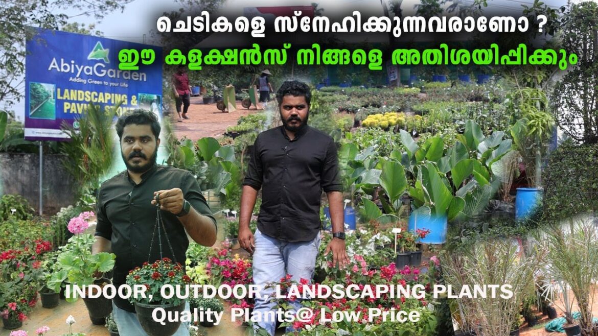 എല്ലാത്തരം ചെടികളും വിലക്കുറവിൽ വാങ്ങാം ! Abiya Garden Nedumbassery