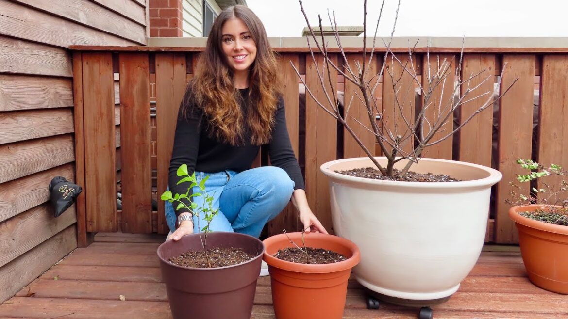 Planting Fruit Trees in Pots | Container Gardening