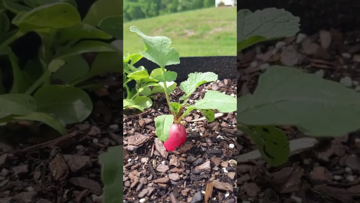 Surprise radish in my container garden - garden gifts, small scale!