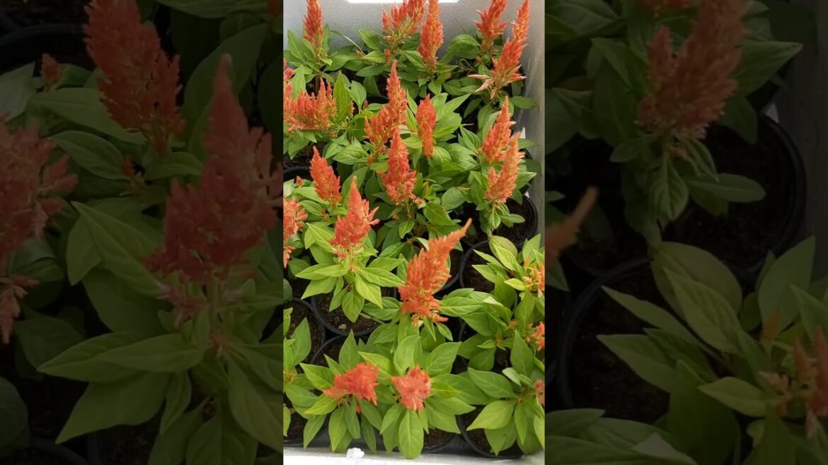 My BEAUTIFUL GARDEN ! ORGANIC GARDENING ! PLANTS CARE ! FLOWERS GARDEN ! K5 ! K FIVE ! KFIVE ! 36 My BEAUTIFUL GARDEN ! ORGANIC GARDENING ! PLANTS CARE ! FLOWERS GARDEN ! K5 ! K FIVE ! KFIVE ! 36