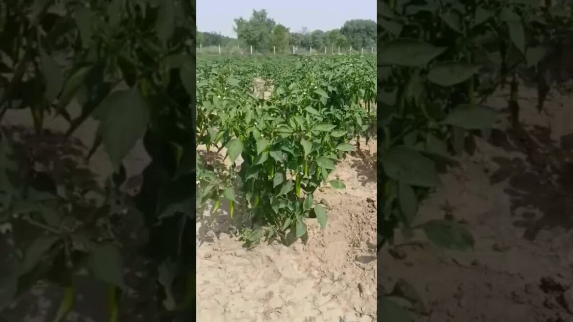 vegetable farming 🌿 #short #shorts #shortsvideo #shortsfeed #shortvideo #garden #farming #viral #ok