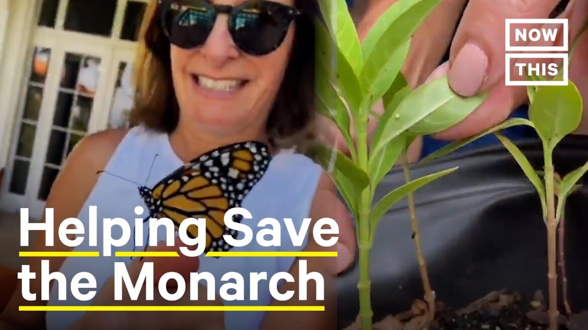 Gardener Shares Tips on Saving the Monarch Butterfly