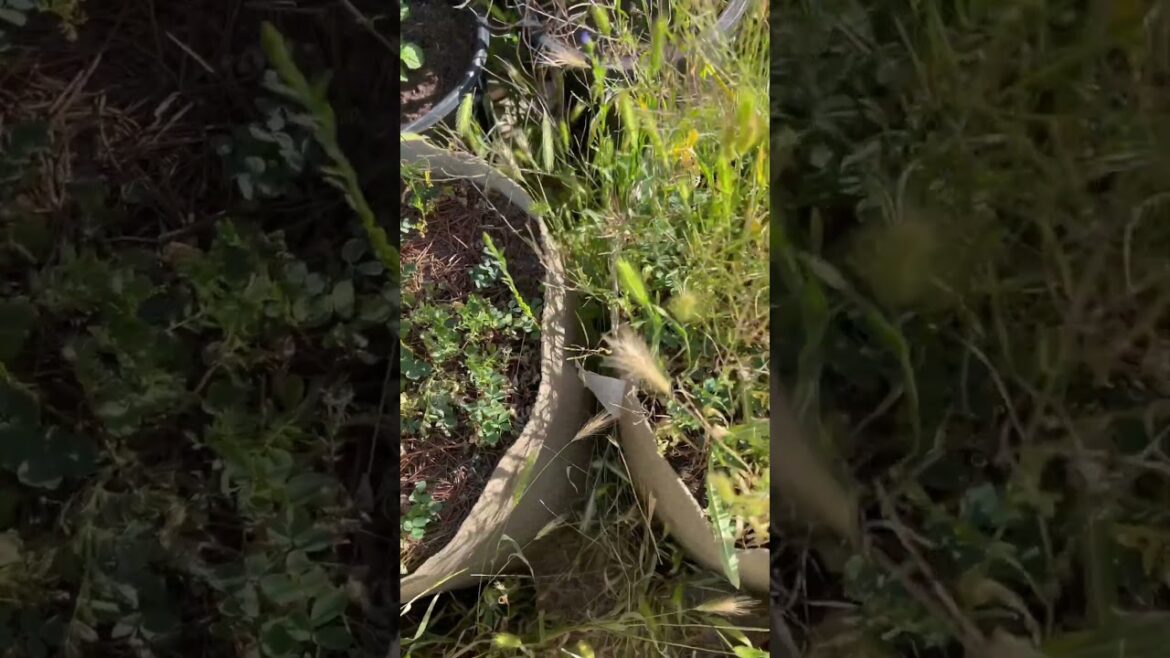 12 week grassroots fabric pots container garden experiment update