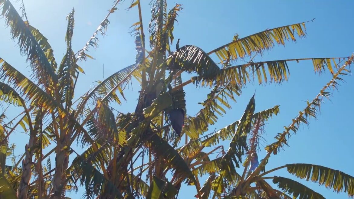 How To Grow Your Own Microgreens At Home How To Grow Your Own Microgreens At Home