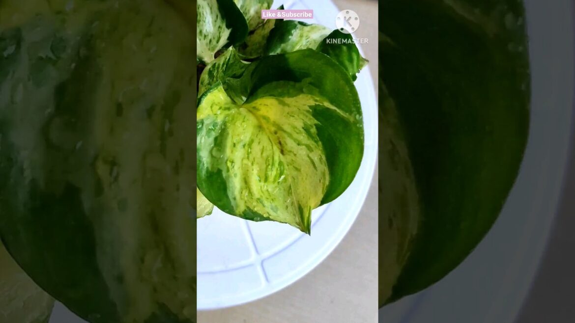 Manjula pothos@Rooted Greens|plant care & tips|# shorts # shortvideos #easy plants #houseplants#grow