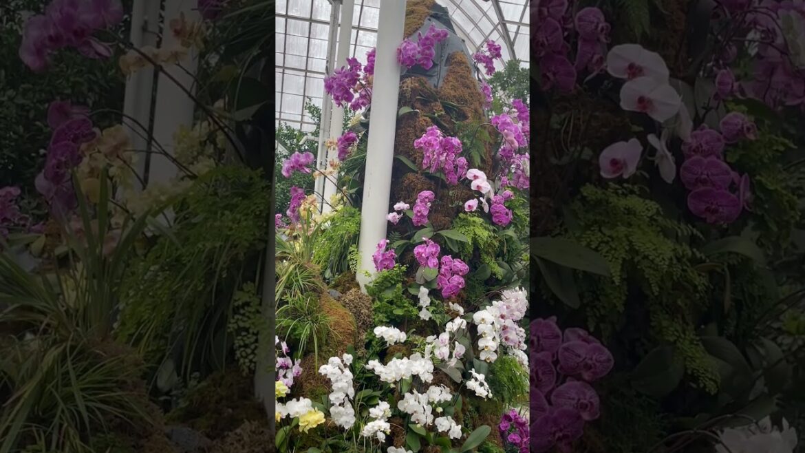 Top Secrets of Orchid Show 2023 Exposed... #orchids #flowers #plants #shorts #short