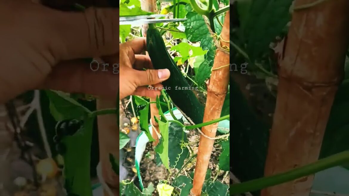 तोरी Sponge Gourd 🥒🌿#shorts #short #youtube #youtubeshorts#organic #nature