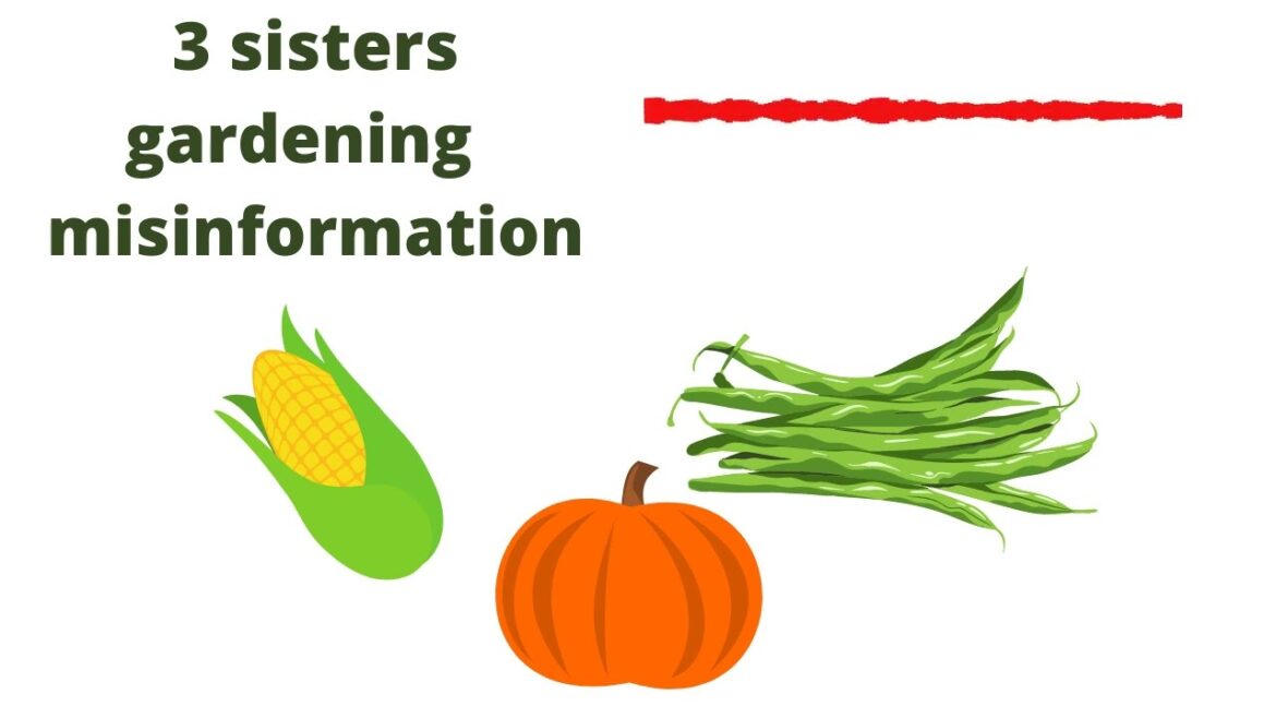 The 3 sisters gardening method but not all of it is true - Audio clip