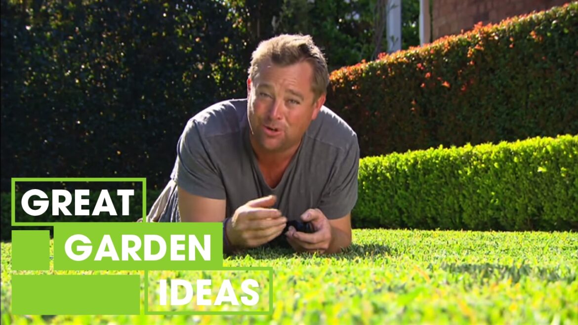 How to get the Perfect Green Lawn | Gardening | Great Home Ideas How to get the Perfect Green Lawn | Gardening | Great Home Ideas