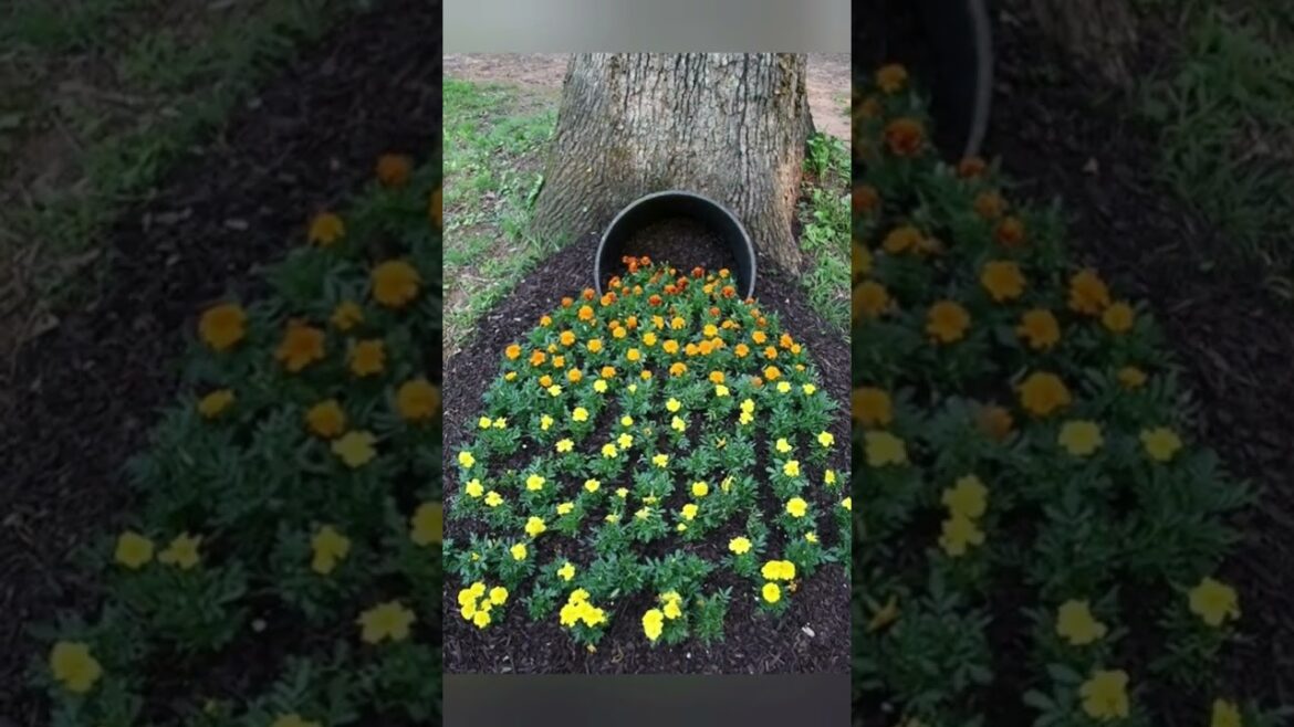 Frontyard Landscaping Ideas Frontyard Landscaping Ideas